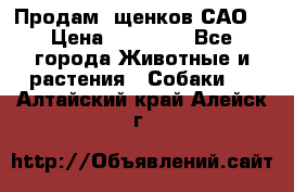 Продам ,щенков САО. › Цена ­ 30 000 - Все города Животные и растения » Собаки   . Алтайский край,Алейск г.